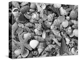 Mixed Sea Shells on Beach, Sarasata, Florida, USA-Lynn M^ Stone-Stretched Canvas