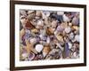 Mixed Sea Shells on Beach, Sarasata, Florida, USA-Lynn M. Stone-Framed Photographic Print