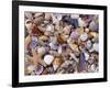 Mixed Sea Shells on Beach, Sarasata, Florida, USA-Lynn M. Stone-Framed Photographic Print