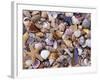 Mixed Sea Shells on Beach, Sarasata, Florida, USA-Lynn M. Stone-Framed Photographic Print