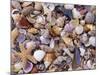 Mixed Sea Shells on Beach, Sarasata, Florida, USA-Lynn M. Stone-Mounted Photographic Print