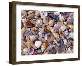 Mixed Sea Shells on Beach, Sarasata, Florida, USA-Lynn M. Stone-Framed Photographic Print