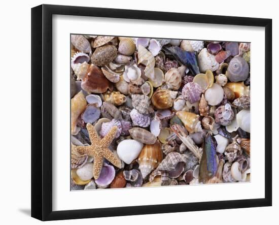 Mixed Sea Shells on Beach, Sarasata, Florida, USA-Lynn M. Stone-Framed Photographic Print