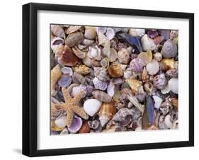 Mixed Sea Shells on Beach, Sarasata, Florida, USA-Lynn M. Stone-Framed Photographic Print