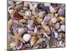 Mixed Sea Shells on Beach, Sarasata, Florida, USA-Lynn M. Stone-Mounted Photographic Print