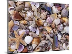 Mixed Sea Shells on Beach, Sarasata, Florida, USA-Lynn M. Stone-Mounted Photographic Print