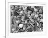 Mixed Sea Shells on Beach, Sarasata, Florida, USA-Lynn M^ Stone-Framed Photographic Print