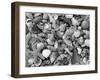 Mixed Sea Shells on Beach, Sarasata, Florida, USA-Lynn M^ Stone-Framed Photographic Print