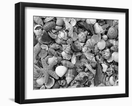 Mixed Sea Shells on Beach, Sarasata, Florida, USA-Lynn M^ Stone-Framed Photographic Print