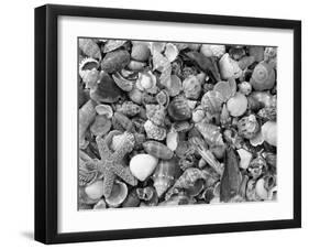 Mixed Sea Shells on Beach, Sarasata, Florida, USA-Lynn M^ Stone-Framed Photographic Print