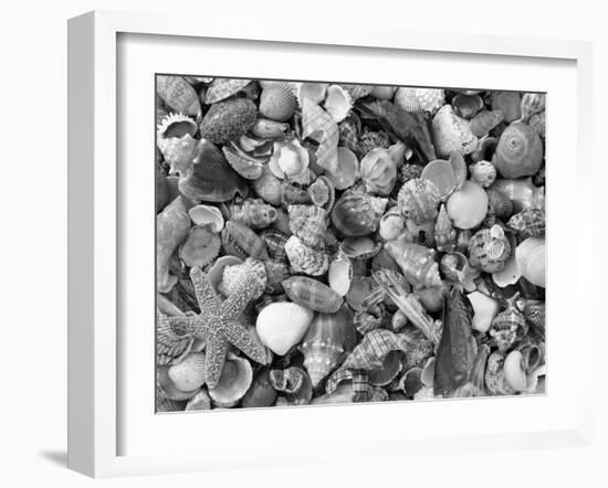 Mixed Sea Shells on Beach, Sarasata, Florida, USA-Lynn M^ Stone-Framed Photographic Print