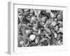 Mixed Sea Shells on Beach, Sarasata, Florida, USA-Lynn M^ Stone-Framed Photographic Print