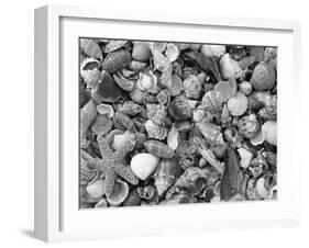 Mixed Sea Shells on Beach, Sarasata, Florida, USA-Lynn M^ Stone-Framed Photographic Print