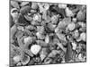 Mixed Sea Shells on Beach, Sarasata, Florida, USA-Lynn M^ Stone-Mounted Photographic Print
