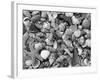 Mixed Sea Shells on Beach, Sarasata, Florida, USA-Lynn M^ Stone-Framed Photographic Print