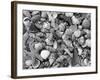 Mixed Sea Shells on Beach, Sarasata, Florida, USA-Lynn M^ Stone-Framed Photographic Print