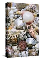 Mixed South Sea Shells-null-Stretched Canvas