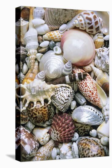 Mixed South Sea Shells-null-Stretched Canvas