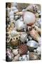 Mixed South Sea Shells-null-Stretched Canvas