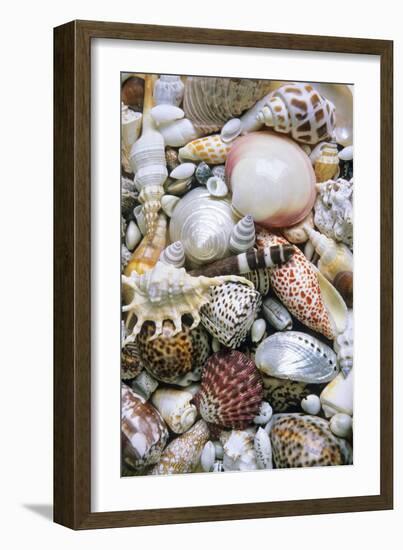 Mixed South Sea Shells-null-Framed Photographic Print