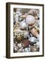 Mixed South Sea Shells-null-Framed Photographic Print