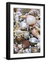 Mixed South Sea Shells-null-Framed Photographic Print