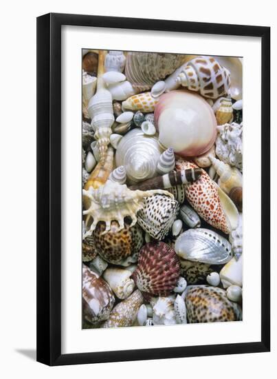 Mixed South Sea Shells-null-Framed Photographic Print