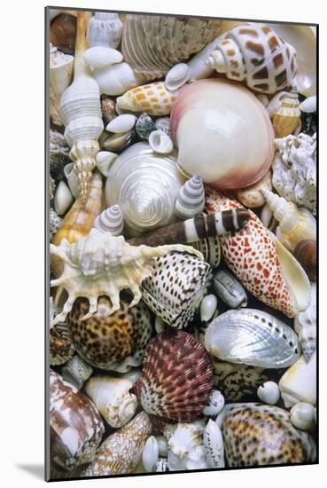 Mixed South Sea Shells-null-Mounted Photographic Print