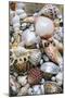 Mixed South Sea Shells-null-Mounted Photographic Print