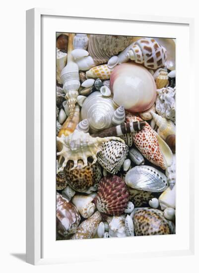 Mixed South Sea Shells-null-Framed Photographic Print