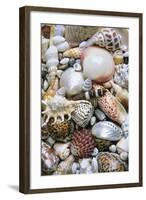 Mixed South Sea Shells-null-Framed Photographic Print