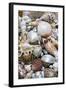 Mixed South Sea Shells-null-Framed Photographic Print