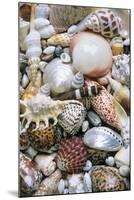Mixed South Sea Shells-null-Mounted Photographic Print