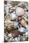 Mixed South Sea Shells-null-Mounted Photographic Print