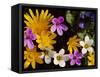 Mixed Spring Flowers Including Meadow Saxafrage and Celandine-Brian Lightfoot-Framed Stretched Canvas