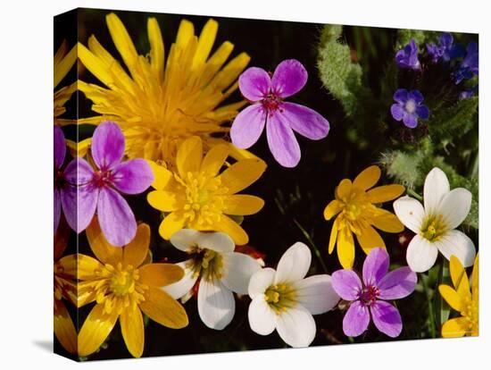 Mixed Spring Flowers Including Meadow Saxafrage and Celandine-Brian Lightfoot-Stretched Canvas