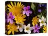 Mixed Spring Flowers Including Meadow Saxafrage and Celandine-Brian Lightfoot-Stretched Canvas
