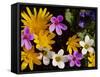 Mixed Spring Flowers Including Meadow Saxafrage and Celandine-Brian Lightfoot-Framed Stretched Canvas