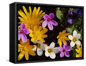 Mixed Spring Flowers Including Meadow Saxafrage and Celandine-Brian Lightfoot-Framed Stretched Canvas