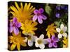 Mixed Spring Flowers Including Meadow Saxafrage and Celandine-Brian Lightfoot-Stretched Canvas