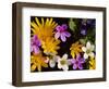 Mixed Spring Flowers Including Meadow Saxafrage and Celandine-Brian Lightfoot-Framed Premium Photographic Print