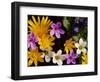 Mixed Spring Flowers Including Meadow Saxafrage and Celandine-Brian Lightfoot-Framed Premium Photographic Print