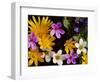 Mixed Spring Flowers Including Meadow Saxafrage and Celandine-Brian Lightfoot-Framed Premium Photographic Print