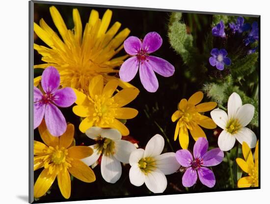 Mixed Spring Flowers Including Meadow Saxafrage and Celandine-Brian Lightfoot-Mounted Premium Photographic Print