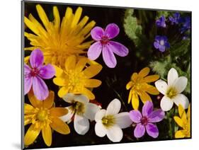 Mixed Spring Flowers Including Meadow Saxafrage and Celandine-Brian Lightfoot-Mounted Premium Photographic Print