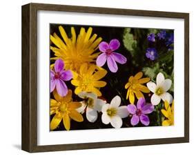 Mixed Spring Flowers Including Meadow Saxafrage and Celandine-Brian Lightfoot-Framed Photographic Print