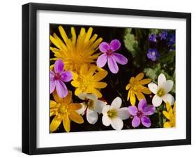Mixed Spring Flowers Including Meadow Saxafrage and Celandine-Brian Lightfoot-Framed Photographic Print