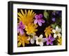 Mixed Spring Flowers Including Meadow Saxafrage and Celandine-Brian Lightfoot-Framed Photographic Print