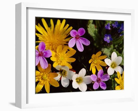 Mixed Spring Flowers Including Meadow Saxafrage and Celandine-Brian Lightfoot-Framed Photographic Print