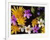 Mixed Spring Flowers Including Meadow Saxafrage and Celandine-Brian Lightfoot-Framed Photographic Print